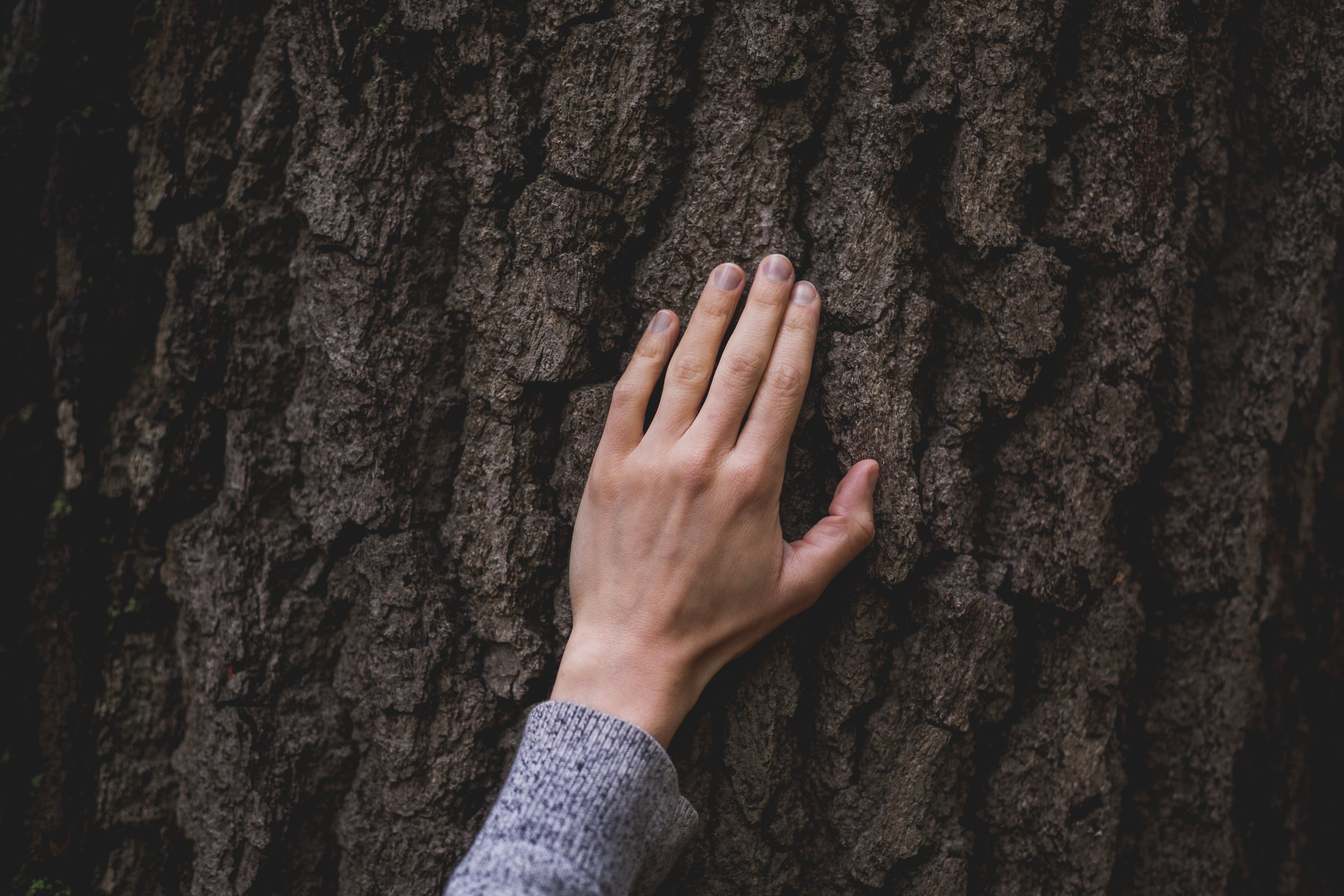 hand-on-tree-bark.jpg